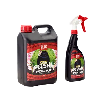 SHOGUN GEISHA FOLIAR