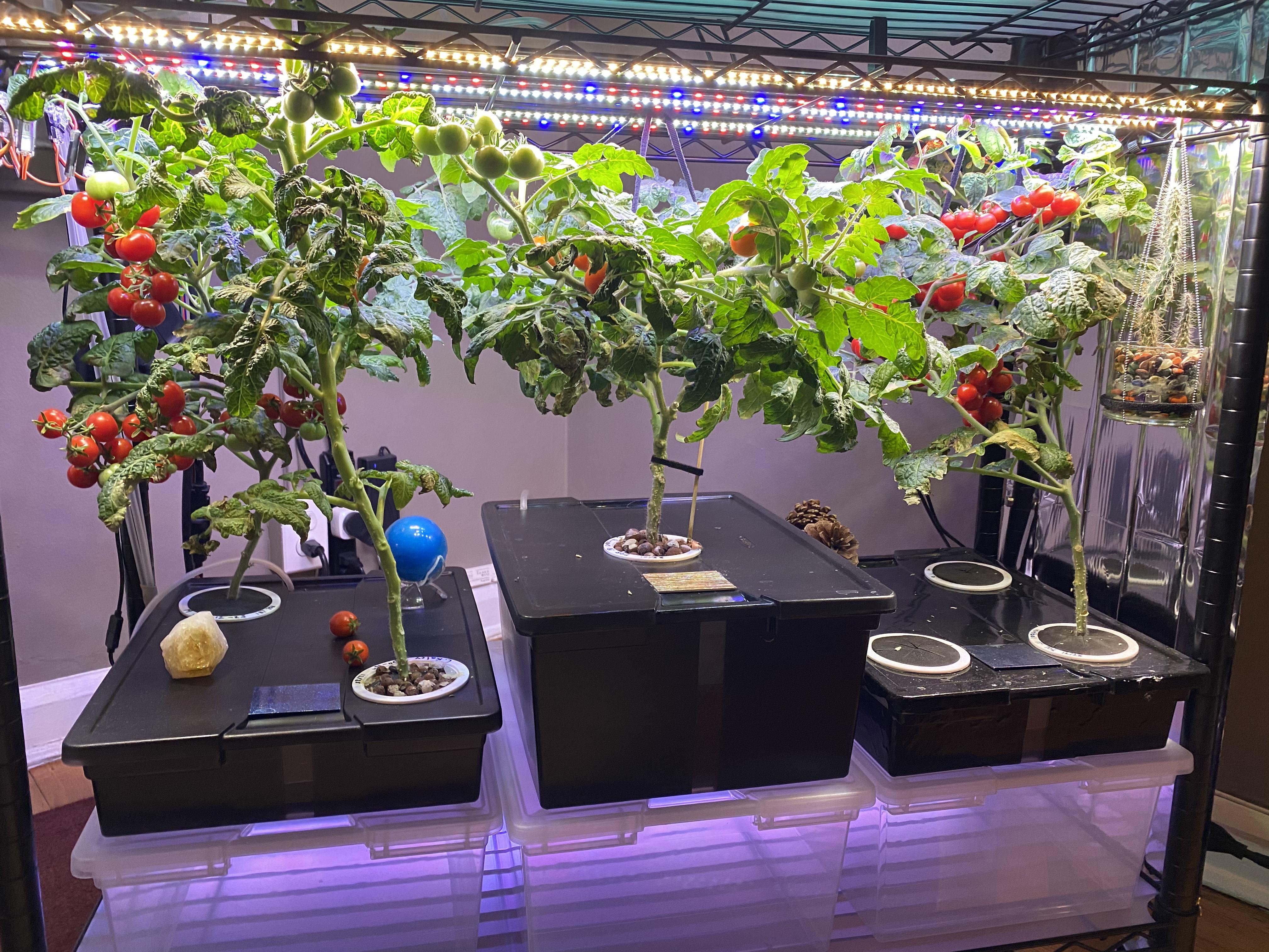 Tomato plants grown indoors