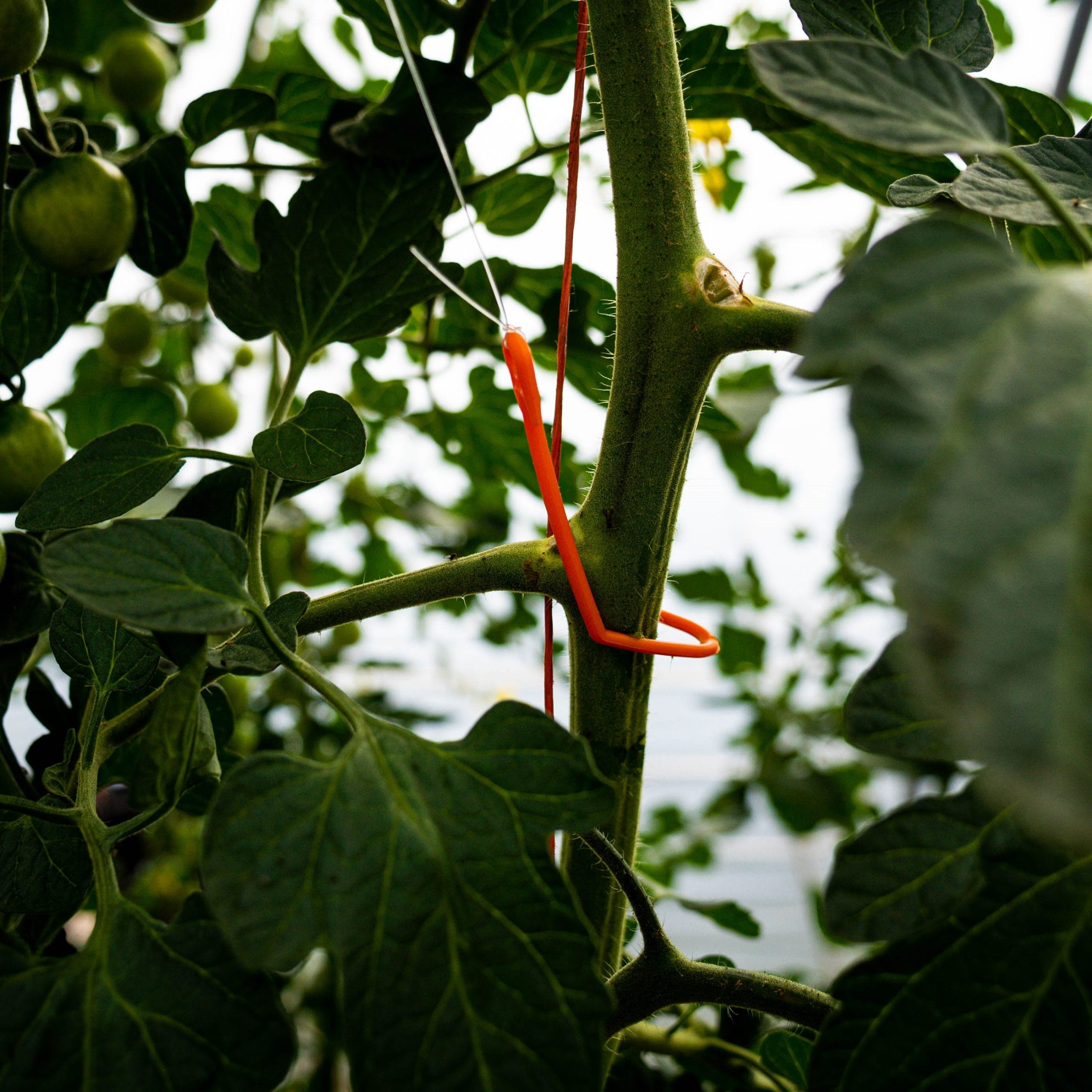 PLANT !T YOYO (PACK OF 8) - Image 2