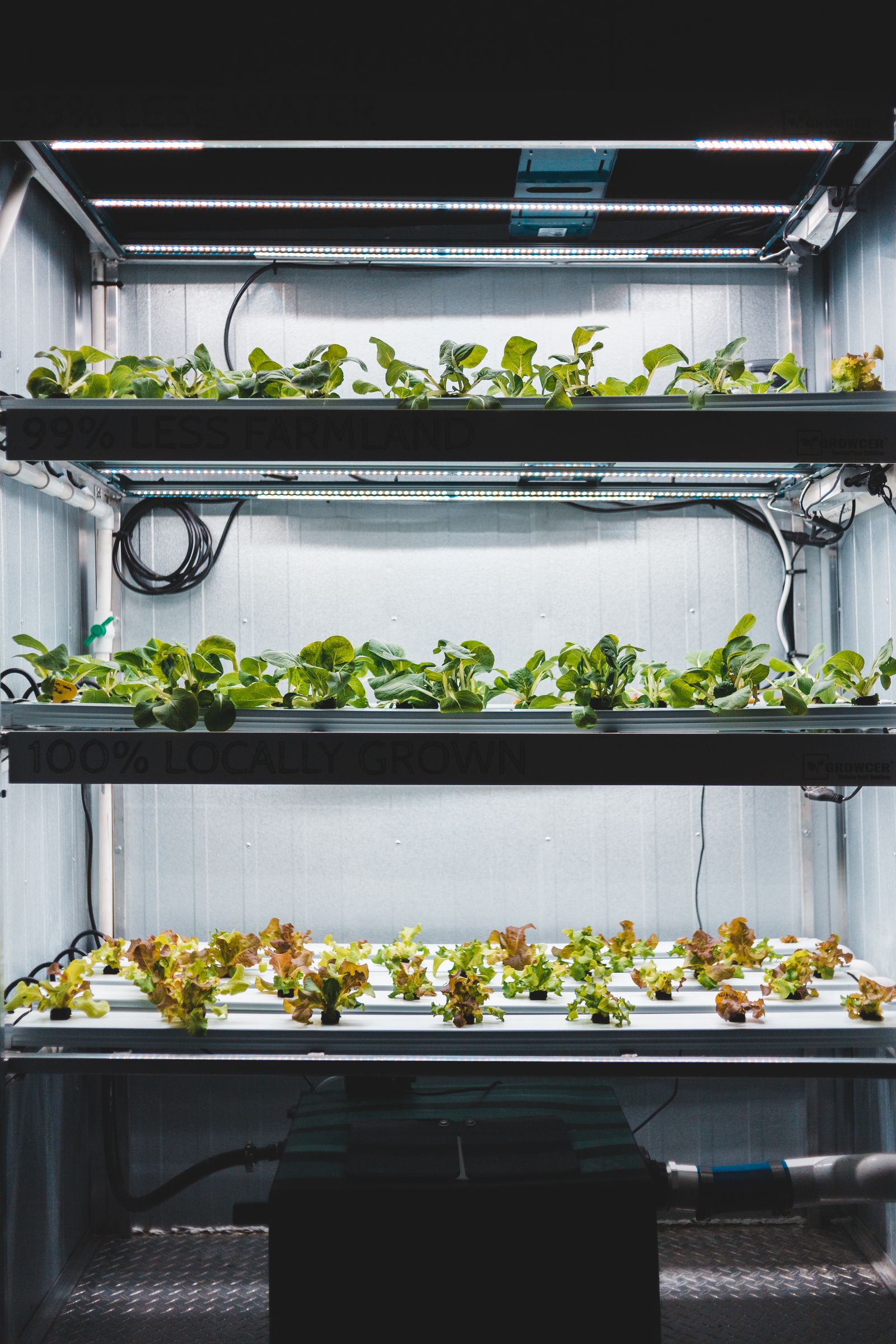 Hydroponic vegetables growing under LED lights in a temperature-controlled indoor grow room